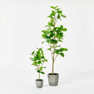 Banyan Tree Potted - Threshold™ Designed With Studio McGee - Image 4